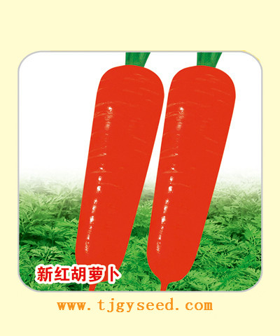 【天津耕耘】新红胡萝卜/10克——胡萝卜种子